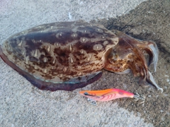 モンゴウイカの釣果