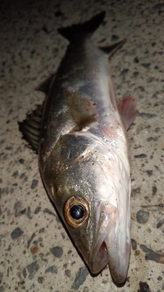 セイゴ（マルスズキ）の釣果