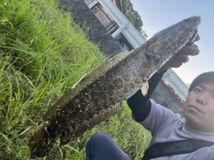 ライギョの釣果