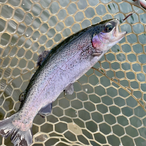 ニジマスの釣果