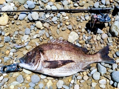 クロダイの釣果