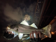 スズキの釣果