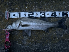 シーバスの釣果