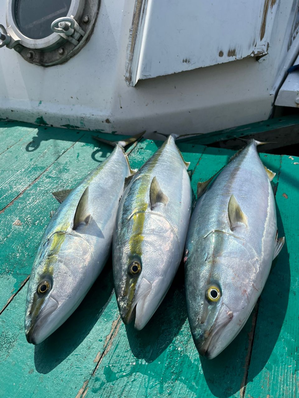 ゆーた。さんの釣果 1枚目の画像