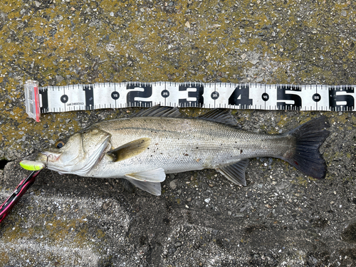 シーバスの釣果