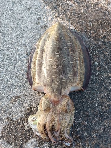 コウイカの釣果