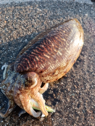 コウイカの釣果