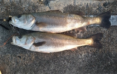 シーバスの釣果