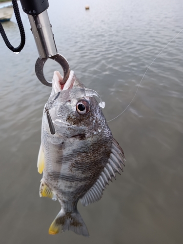 キビレの釣果