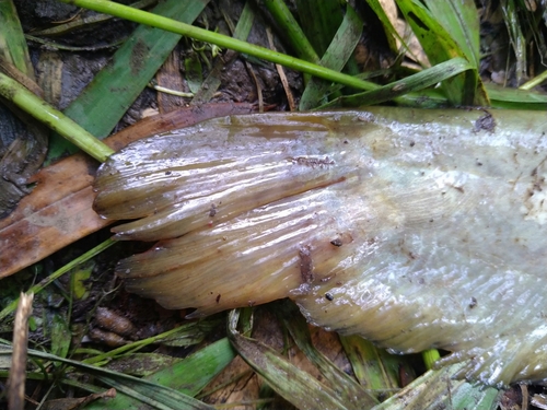 ナマズの釣果