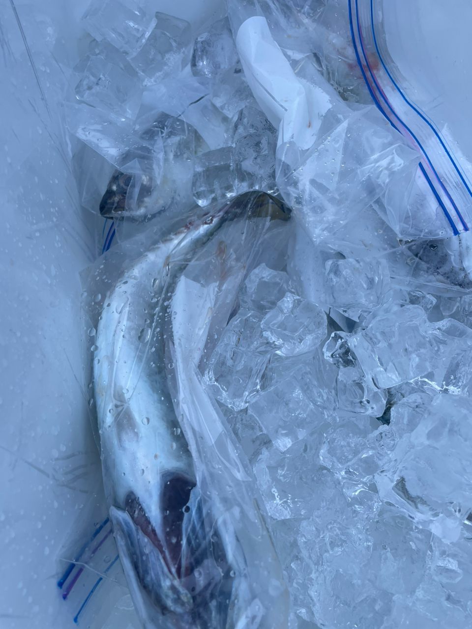 ゆうとたけさんの釣果 3枚目の画像