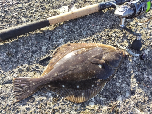 カレイの釣果