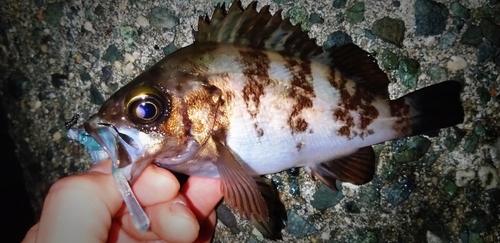 シロメバルの釣果