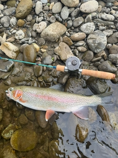 ニジマスの釣果