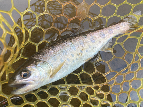 ヤマメの釣果