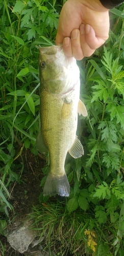 ブラックバスの釣果