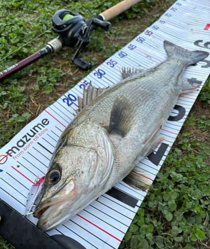 シーバスの釣果