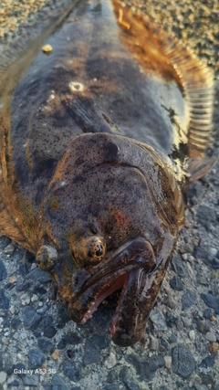 ヒラメの釣果