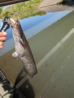 ナマズの釣果