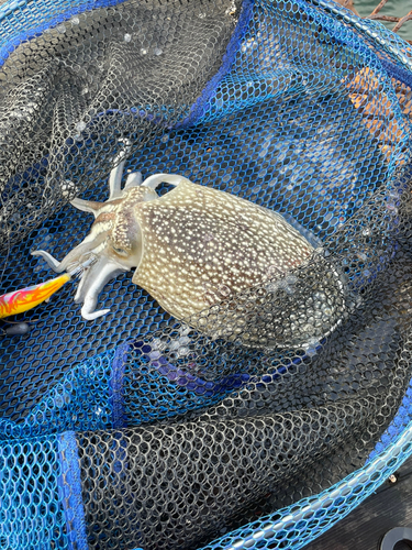 シリヤケイカの釣果