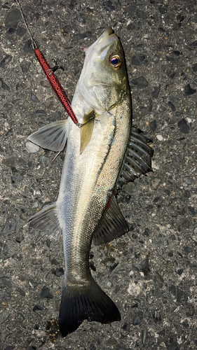 シーバスの釣果