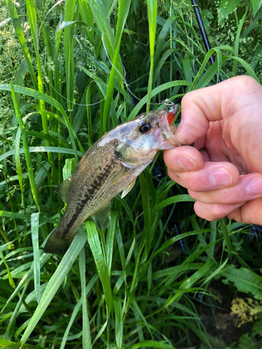 ブラックバスの釣果