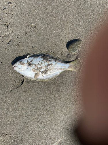 ソゲの釣果