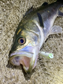 フッコ（マルスズキ）の釣果