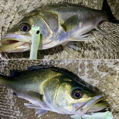 フッコ（マルスズキ）の釣果