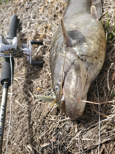 ナマズの釣果