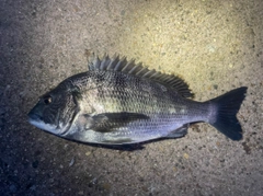 クロダイの釣果