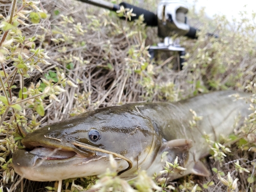 ナマズの釣果