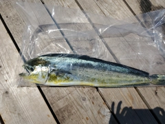 シイラの釣果