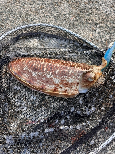 コウイカの釣果