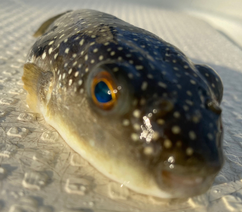 フグの釣果