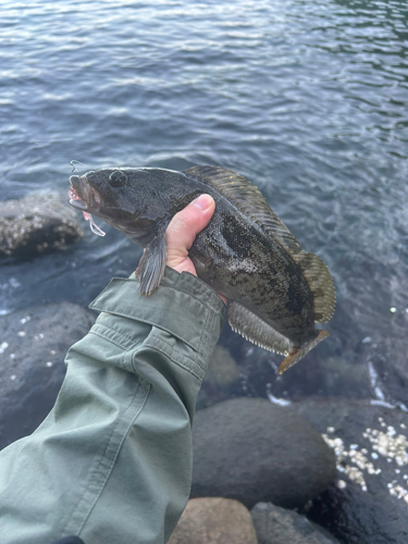 アイナメの釣果