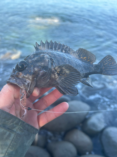 オウゴンムラソイの釣果