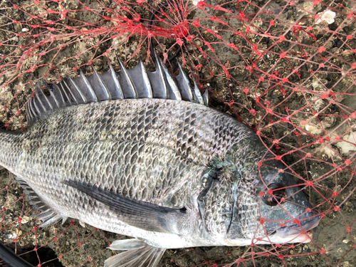 チヌの釣果