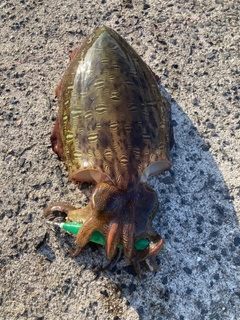 モンゴウイカの釣果