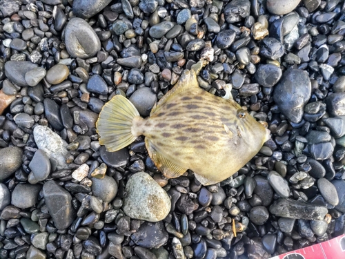 カワハギの釣果