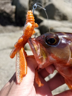 アカハタの釣果