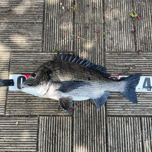 チヌの釣果