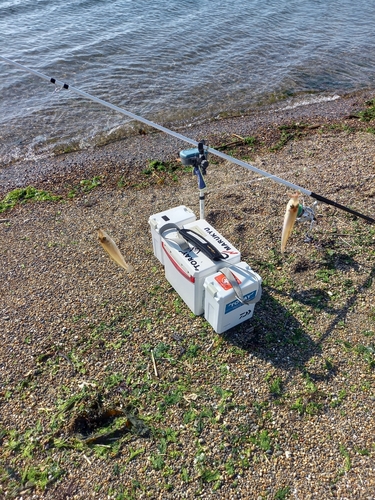 シロギスの釣果