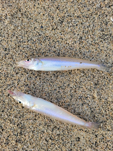 キスの釣果