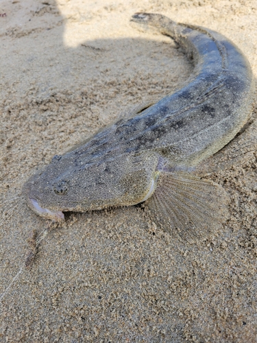 マゴチの釣果