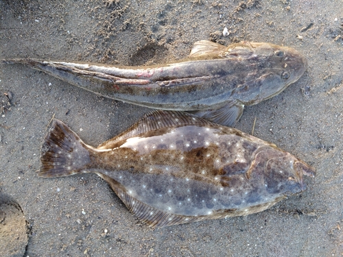 マゴチの釣果