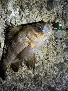 シロメバルの釣果