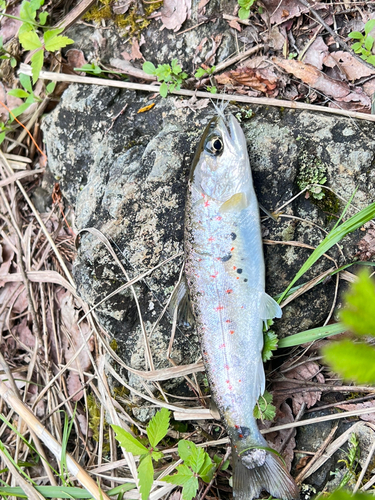 アマゴの釣果