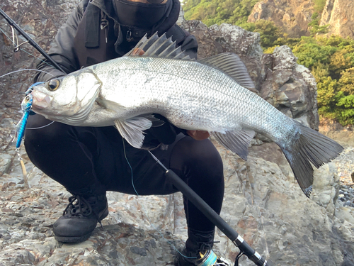 ヒラスズキの釣果