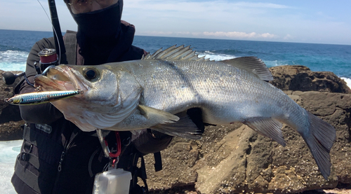 ヒラスズキの釣果